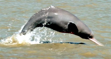 Ganges River Dolphin – "OCEAN TREASURES" Memorial Library