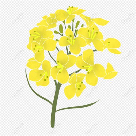 Yellow Canola Flower Illustration, Canola, Flower Illustrations, Plant PNG Hd Transparent Image ...