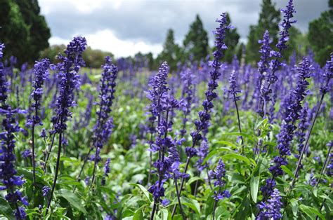 Free Images : nature, blossom, meadow, flower, purple, bloom, summer ...