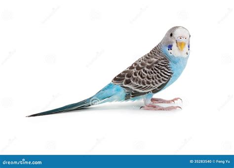 Blue budgie stock photo. Image of isolated, parakeet - 35283540