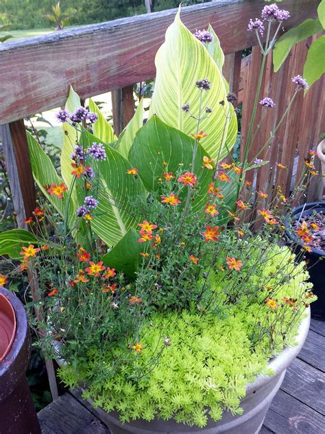 Tropicanna Gold canna, Meteor Shower verbena, Fireburst bidens, and Lemon Coral sedum Container ...