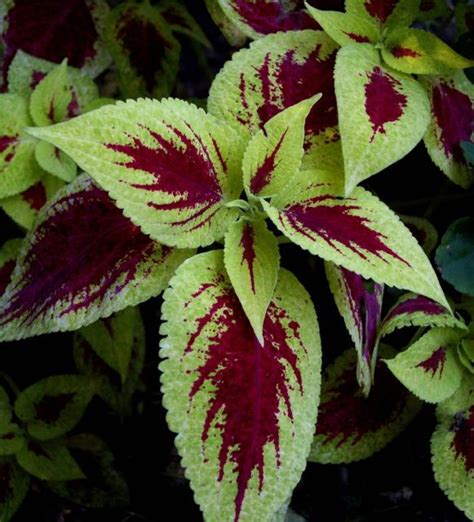 hardy garden flowers_Coleus plants.jpg (1 comment) Hi-Res 720p HD