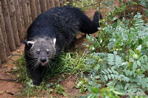 Bearcats seen at Yunnan wildlife zoo as first-level protection animal(1/3)