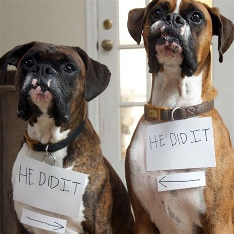 12 Things You Do That Are Unintentionally Breaking Your Boxer Dog’s Heart