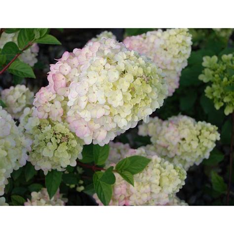 Strawberry Sundae Hydrangea - Salzsieder Nursery