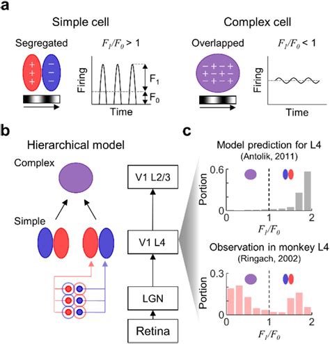 Simultaneous development and periodic clustering of simple and complex cells in visual cortex ...