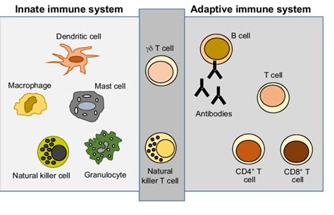 Cells of the innate and adaptive immune systems. The innate immune ...