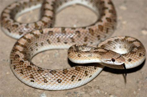 What is a Common Glossy Snake (arizona elegans occidentalis) | Southwest Explorers