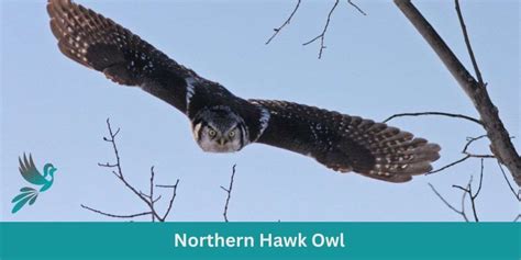 Perched High: Guide to the Northern Hawk Owl - Birds & Wetlands