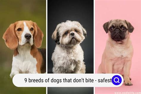 The 9 Safest Breeds Of Dogs That Don't Bite - Oodle Life