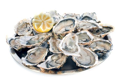 French Oysters stock photos - FreeImages.com