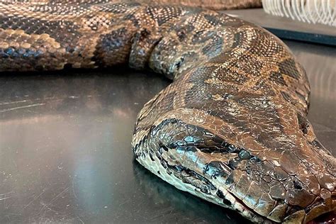 16 foot long python surprises a family in their own kitchen | Marca