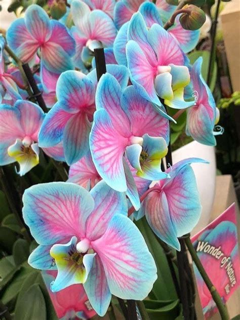 Pin by Kelly Wise on Flowers | Unusual flowers, Orchid flower ...