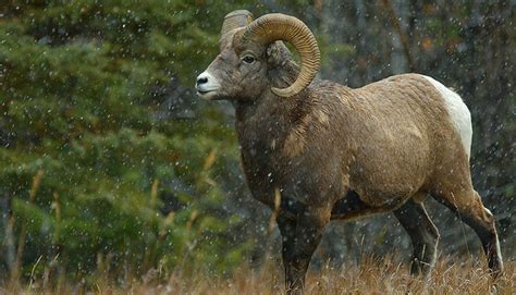 Wildlife Viewing - Greer Lodge Arizona