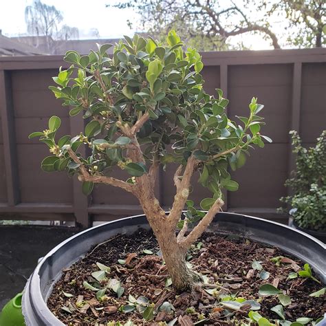 First time pruning - Japanese Boxwood : Bonsai