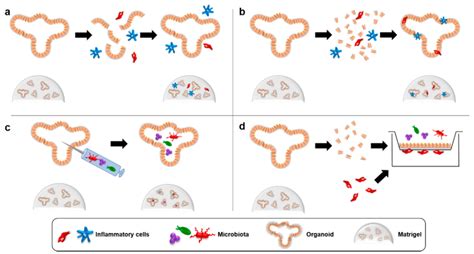 Summary of current applications of organoid technology. Patient-derived ...