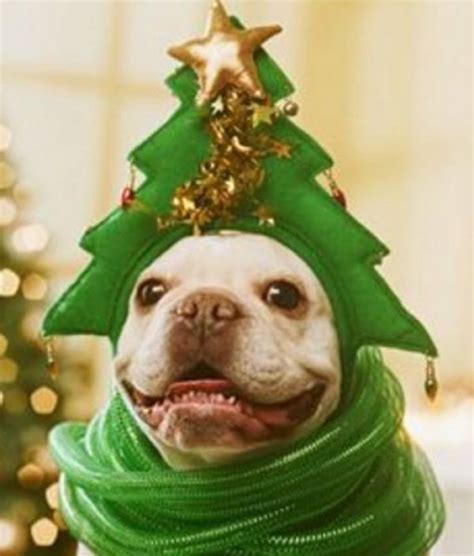 Top 10 Funny Festive Dogs Dressed as Christmas Trees