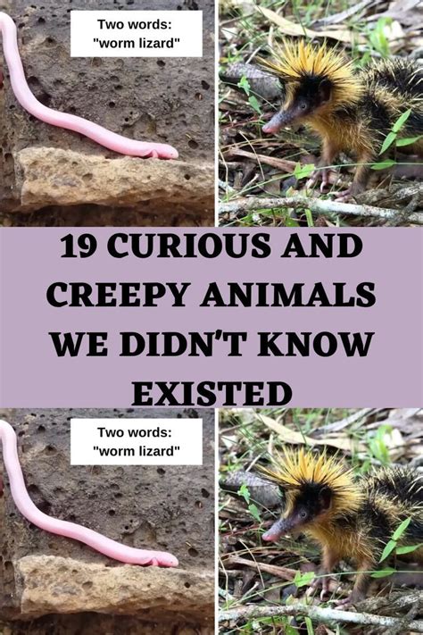 19 Curious And Creepy Animals We Didn't Know Existed | Creepy animals ...