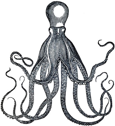 Vintage Octopus Image - Cuttlefish - The Graphics Fairy