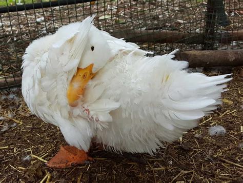 Raising Ducks for Eggs | Top 13 Duck Breeds | A Farm Girl in the Making