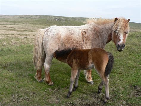 Dartmoor Pony | Oklahoma State University