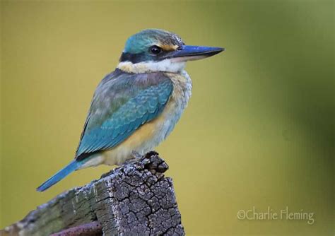 Sacred kingfisher - Alchetron, The Free Social Encyclopedia