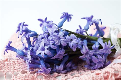 Purple Hyacinth Flowers Bouquet Stock Image - Image of crochet, bells: 111395981