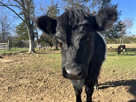 What Are Mini Cattle and How to Choose Which is Right for You! - Hilliker Farms