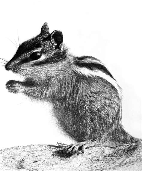 Chipmunk Drawing by Jessica Crabtree