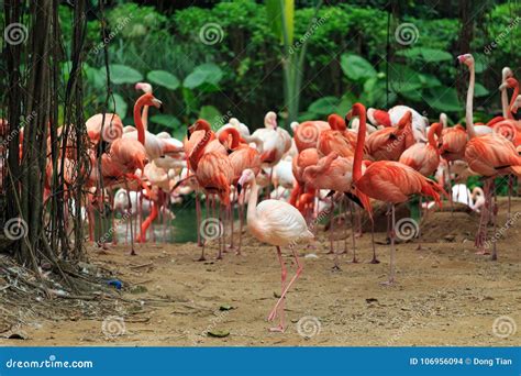 Flocks of flamingos stock photo. Image of guangzhou - 106956094