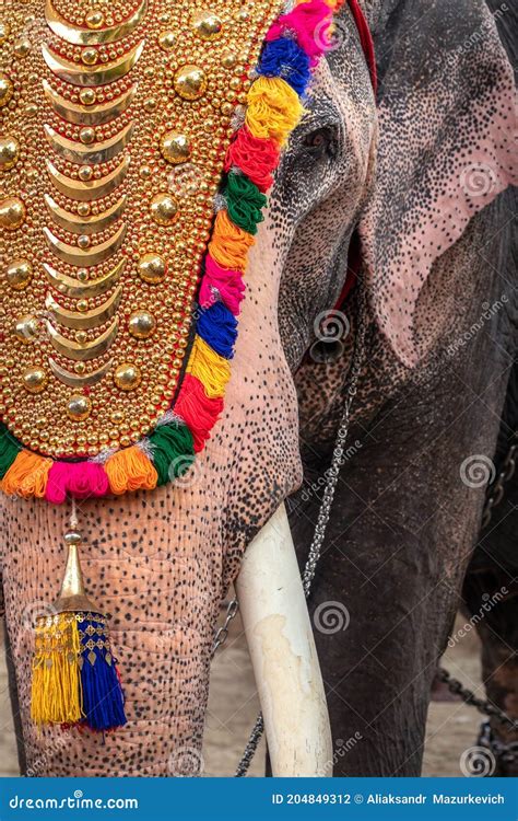 Decorated Elephant at Temple Festival Close Up in Kerala, India Stock Photo - Image of asia ...