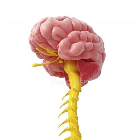 Brain spinal cord anatomy — healthy, background - Stock Photo | #160226202