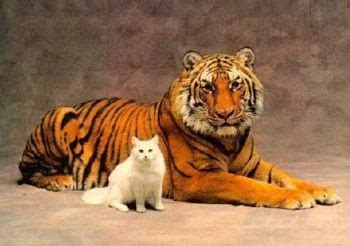 tiger and cat | Tabby cat, Cats, Wild cats