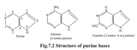 Purine bases: Structure and Properties