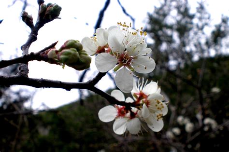 Mexican Plum — Houston Area Urban Forestry Council