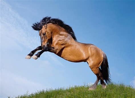 Horse Jumping Wallpaper Hd