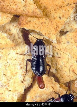 Oriental Cockroach (Blatta orientalis) egg capsule, which holds multiple eggs inside, native to ...