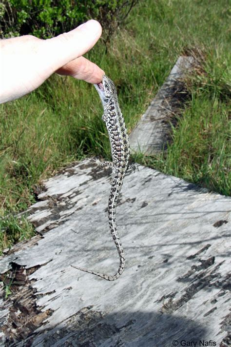 🔥 The very photogenic mexican alligator lizard : r/NatureIsFuckingLit