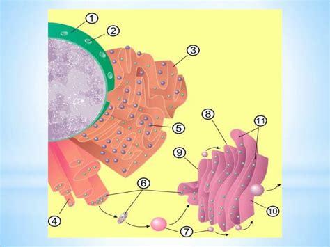 Golgi complex structure and functions