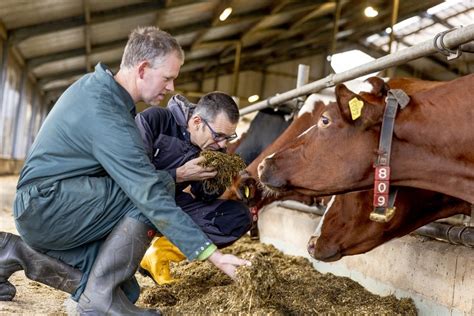 Influencing cow milk production - Trouw Nutrition