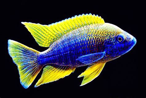 "Lemon Jake" Cichlid | Scientific name: Aulonocara | Lake Malawi ...