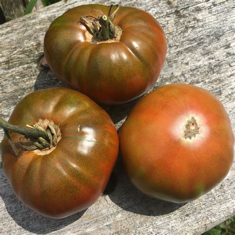 Cherokee Purple Tomato – Truelove Seeds