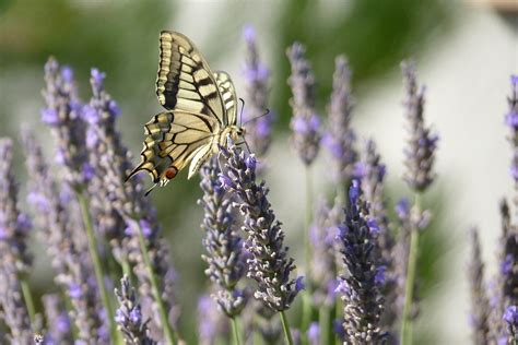 Butterfly Lavender Flowers - Free photo on Pixabay