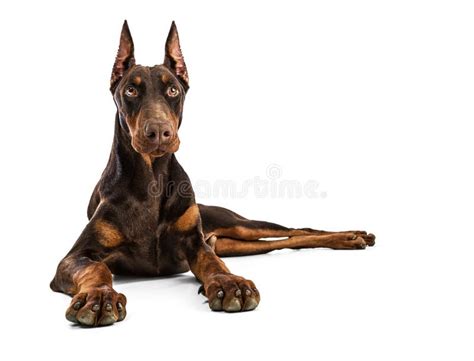 8,903 Doberman Stock Photos - Free & Royalty-Free Stock Photos from Dreamstime