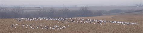 Decoys For Spring Snow Goose Hunting - South Dakota