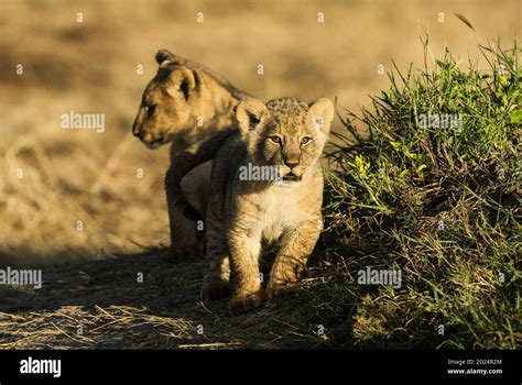 Lion cubs africa cute hi-res stock photography and images - Alamy