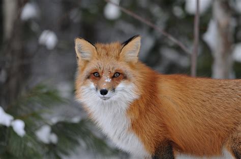 Fox Cub Filmed Frolicking in the Snow in Adorable Video Viewed 4M Times - Newsweek