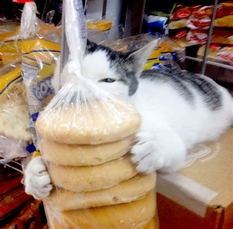 WNYC Radio Starts a Photo Competition to Find New York City's Finest Bodega Cat - Catster