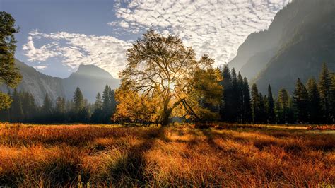 California Meadow Mountain With Trees During Sunrise HD Nature Wallpapers | HD Wallpapers | ID ...