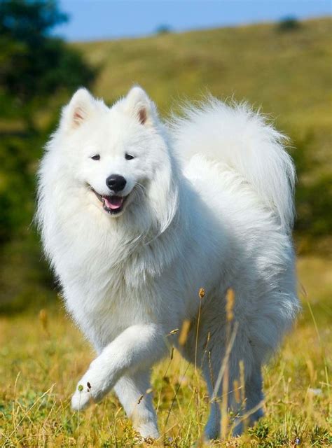 Mix Breed Dogs Archives - The Happy Puppy Site | Russian dog breeds ...